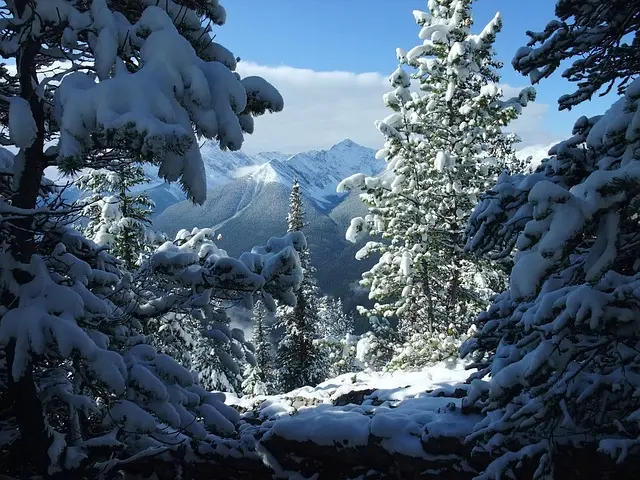 Looking out through the snowy trees on the mountain top